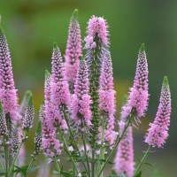 Вероніка колосиста Фірст Чойс (First Choice ) р9