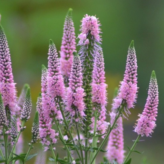 Вероніка колосиста Фірст Чойс (First Choice ) р9