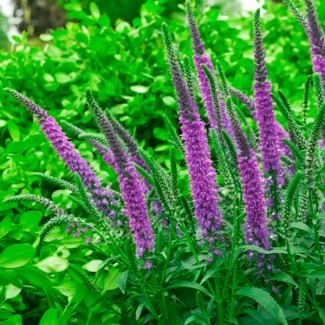 Вероніка колосиста Фірст Мач (First Match) р9