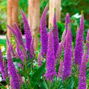 Вероніка колосиста Фірст Мач (First Match) р9