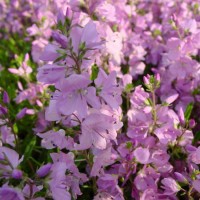 Вероніка рожева повзуча Mrs Holt р9