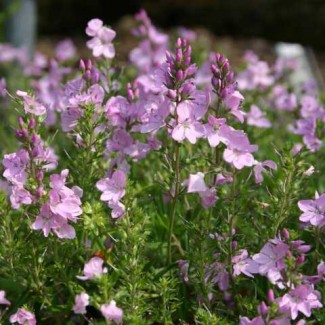 Вероніка рожева повзуча Mrs Holt р9