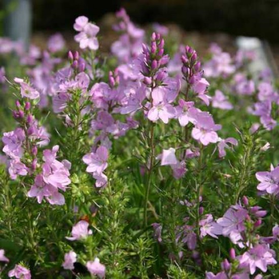 Вероніка рожева повзуча Mrs Holt р9