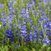 Вероніка Нестор (фіолетова повзуча) р9