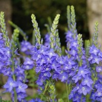 Вероніка Нестор (фіолетова повзуча) р9