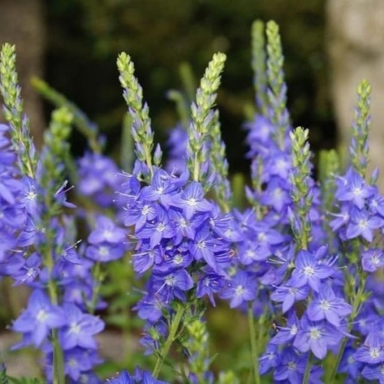 Вероніка Нестор (фіолетова повзуча) р9