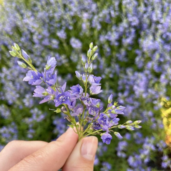 Вероніка Нестор (фіолетова повзуча) р9