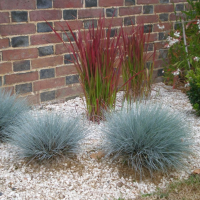 Вівсяниця сиза р9