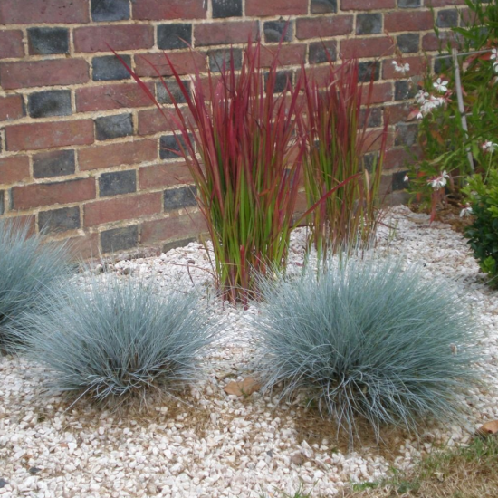 Вівсяниця сиза р9