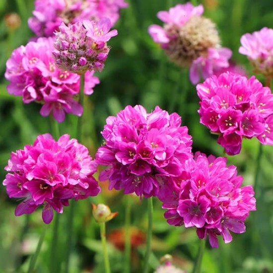 Армерія рожева р9