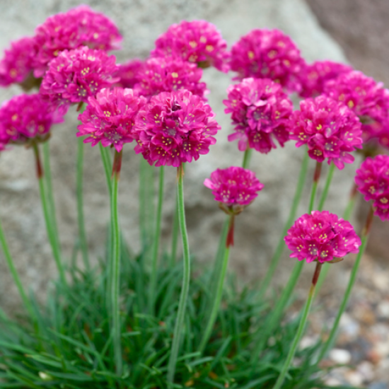 Армерія рожева р9