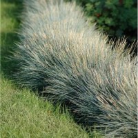 Вівсяниця Компакт блу р9