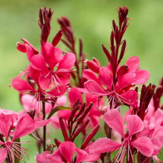 Гаура Gaudi Red р9