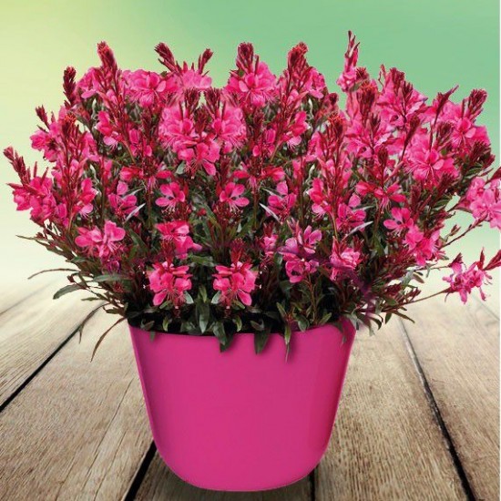 Гаура Gaudi Red р9