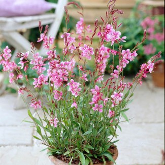 Гаура Siskiyou Pink р9