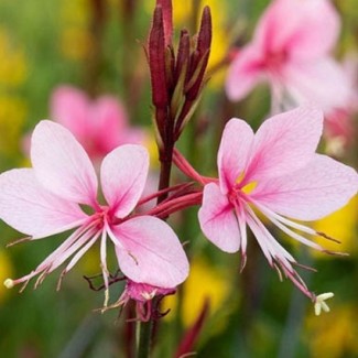 Гаура Siskiyou Pink р9