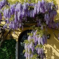 Гліцинія фіолетова (щеплена) р9