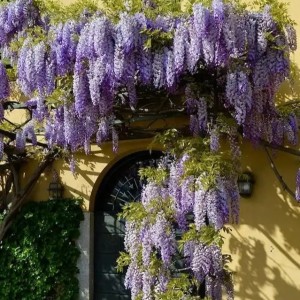 Гліцинія фіолетова (щеплена) р9