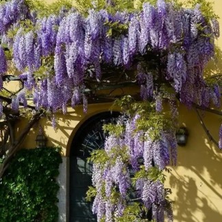 Гліцинія фіолетова (щеплена) р9