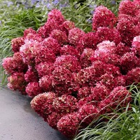 Гортензія Petite Cherry р9