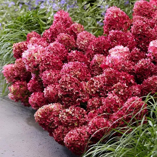 Гортензія Petite Cherry р9