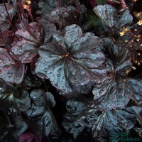 Гейхера Obsidian №1 2л