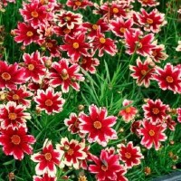 Кореопсис Ruby Frost р9