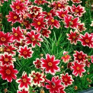 Кореопсис Ruby Frost р9