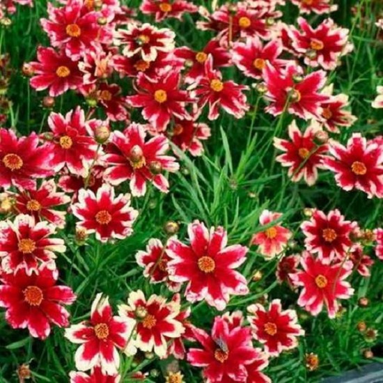 Кореопсис Ruby Frost р9