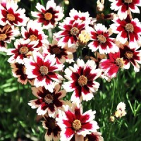 Кореопсис Ruby Frost р9