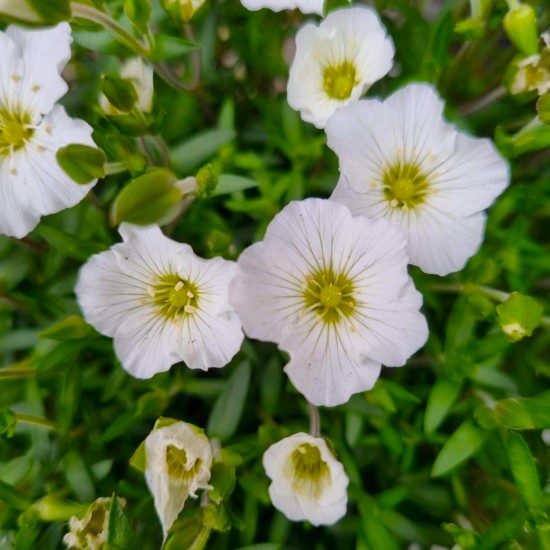 Аренарія біла