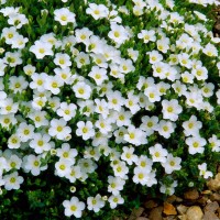 Аренарія біла