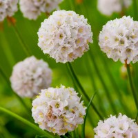 Армерія біла Alba p9