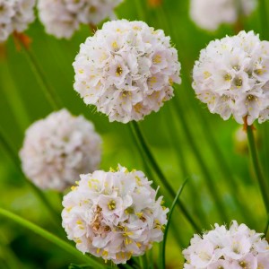 Армерія біла Alba p9