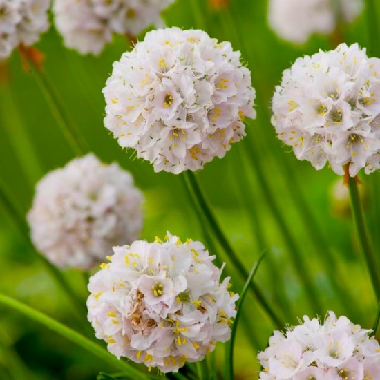 Армерія біла Alba p9