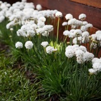 Армерія біла Alba p9