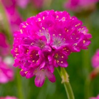 Армерія рожева р9