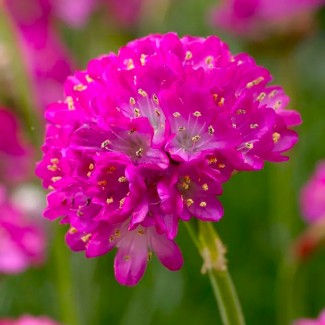 Армерія рожева р9