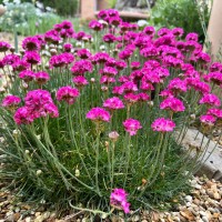 Армерія рожева р9