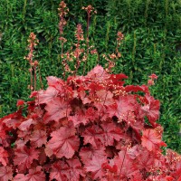 Гейхера Northern Exposure Red №13 2л