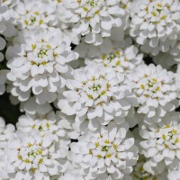 Іберіс білий р9