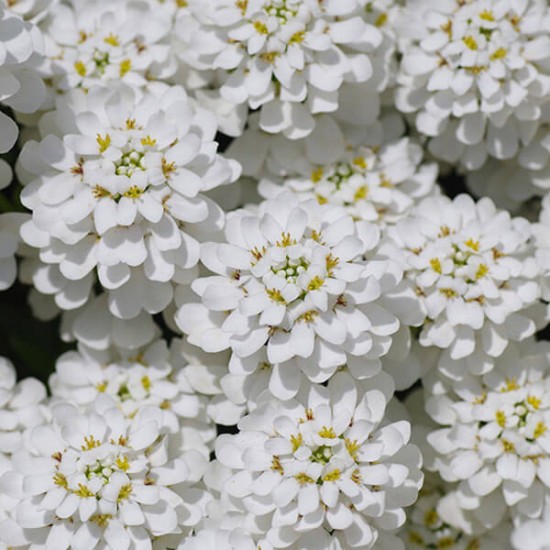 Іберіс білий р9