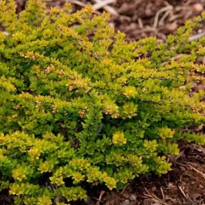 Барбарис Sensation р9