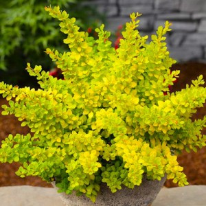 Барбарис Sensation р9