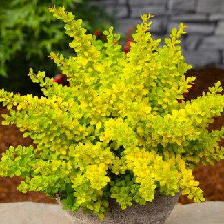 Барбарис Sensation р9