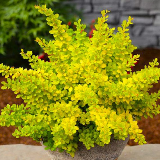 Барбарис Sensation р9