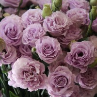 Еустома набір 10 шт (касетна розсада)