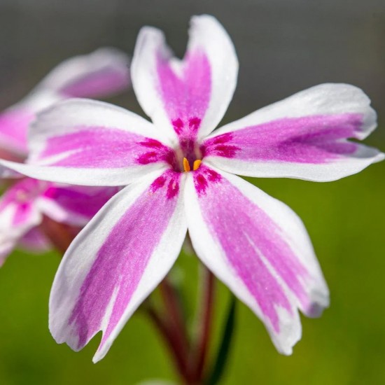 Флокс Kimono Pink White р9
