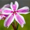 Флокс Kimono Pink White р9