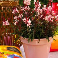 Гаура Gaudi Medium Pink р9